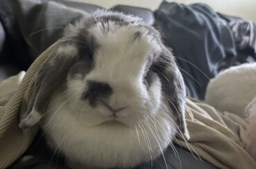My mom and dad put my old baby blanket on her total loaf