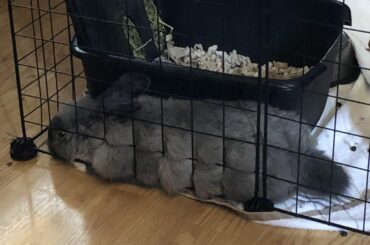 For some reason, this is one of her favorite places to lay. (Excuse the poops lol, u know how it is. She’s still smol and doesn’t poop all in the litter box yet haha)