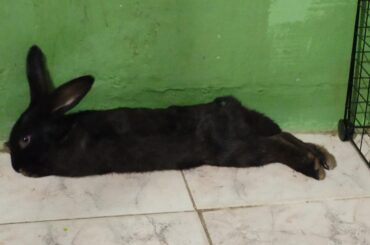 My noodle giving me some company late night