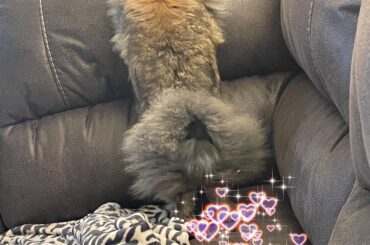 Have you ever seen a fluffy bun well here you go! 🥰❤️