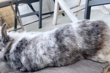 This is my noodle bun Emma- she left us last month and she was the cutest bun ever 🤍