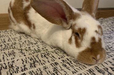 Caramel frappuchino loaf