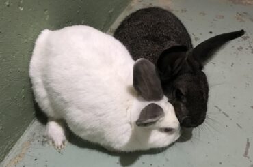 Heart shaped double loaf for Valentine’s Day!