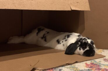 She is unamused by my nonsense