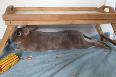 Taking the comments advice! I thought Biscuit might be happy here too