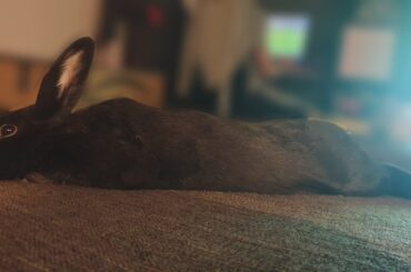 Hopnoooooooooooooooooooodle