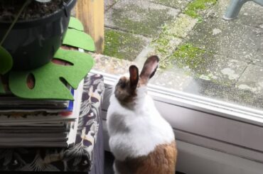 Looking for fucks to give