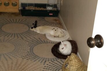 (X-post) Proof that bunnies come in both Liquid and solid form.