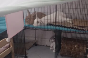 Any position is cozy, as long as you're next to the bun you share bananas with :)