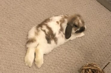 Marley Stretching it out! Happy Monday Honey Bunnies!