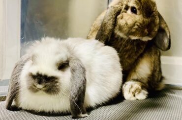 Loaf photobombing (really cant separate these two 🐰🐰