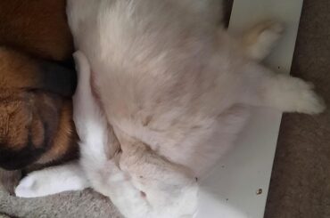 Our idiot bun sleeps in the weirdest positions sometimes