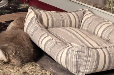 Why be in the bed when you can be under the bed
