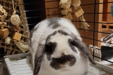 Sleepy Loaf... Sloaf?