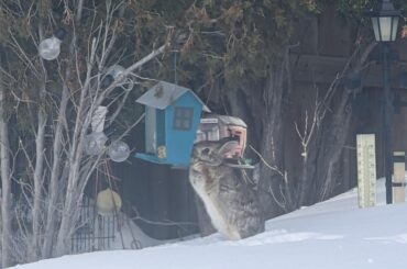 Snacks available for bunnies who stand