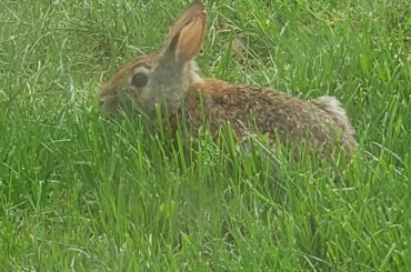 Wild loaf that hangs out right outside my window.