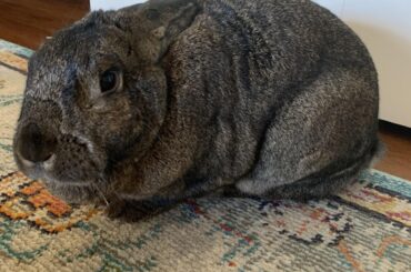 that look after he flips the pellet bowl over for the fifth time and u pull out the vacuum