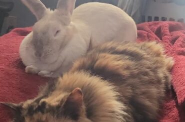 My sweet doe loaf and cinnamon roll