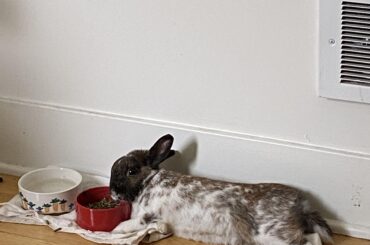 food bowl makes an excellent pillow
