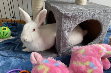 Looks very comfortable