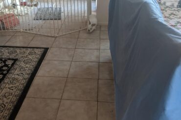 Someone learnt to escape and got under the Christmas tree today