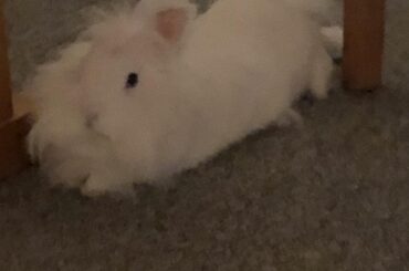 She rarely lays down during the day but I finally got a picture!