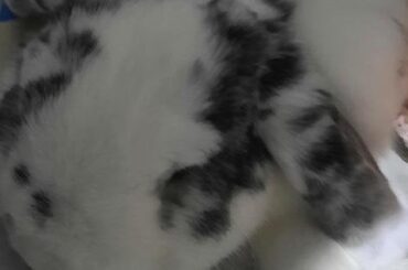 this little criminal chewed a carpet & bed frame. he does not regret it one bit