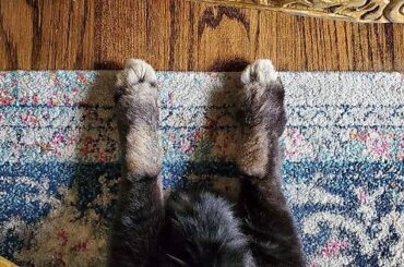 There's a hopnoodle under there.