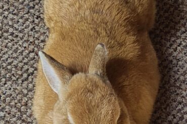 Lt. Veginald Barclay has no trouble noodling his way through the Jefferies tubes