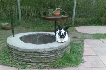 A memory from 8 years ago just came up on my fb.. Our bunny resting on our firepit.