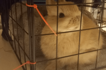 Little Alki isn’t as big as he looks (x-post r/Rabbits)