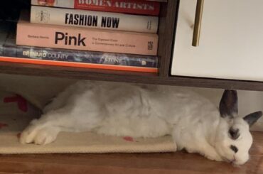 Sleepy Fuzzy Noodle + Legs