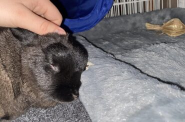 Step 1. Sleep on floor, Step 2. smoosh face into pet bed
