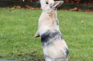 Standing for payment