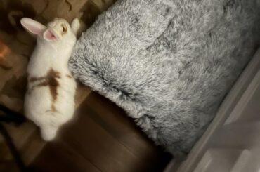 Cozy corner, Scout style.😄🐇