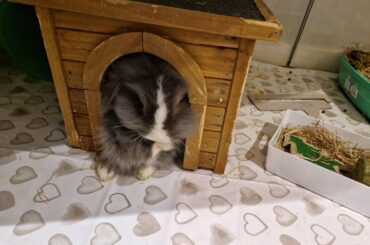 Double decker bunnys!