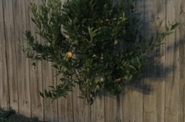 Löaf: Guardian of the Mandarine