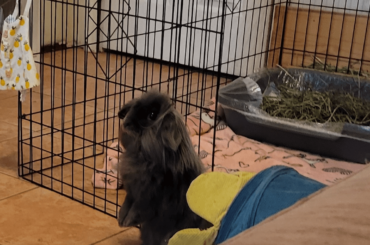 Please sir, can I have some parsley?! 🥺