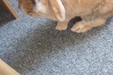 This demon was being naughty, knew he was being naughty and ran away while doing a binky before I could tell him off.