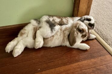The smaller sister asserting dominance 🙈