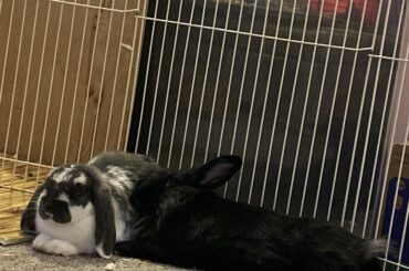 A loaf and a leaning loaf