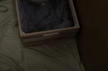 The great escape: Bloo 💎 (x-post r/Rabbits)