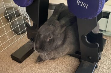 Dora chooses to lay right on the metal bar of my weight rack.