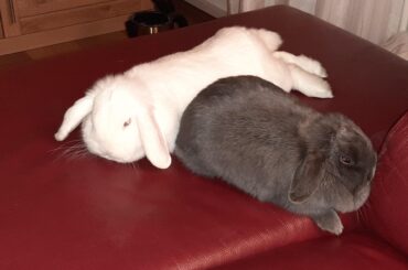 Dont ask why the eyes are glowing, i have no idea either