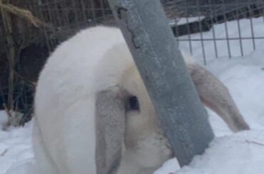 Clementine likes to be snowloaf