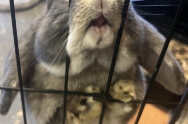 I woke up to this lunatic knocking things off my kitchen counter. She has a 3 ft vertical jump and all my barriers are useless.