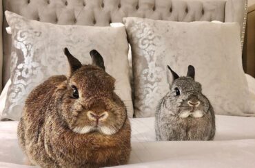 This is getting out of hand, now there are two of them