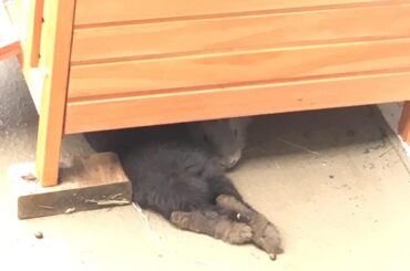 how many buns do you see??