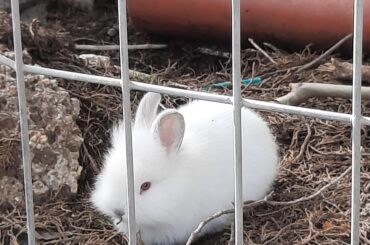 I don't own this small fella but he's one of the bunnies that live under my school :3