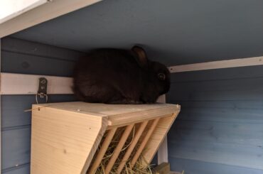 Finding the missing 11 week old Dwarf... (x-post r/Rabbits)